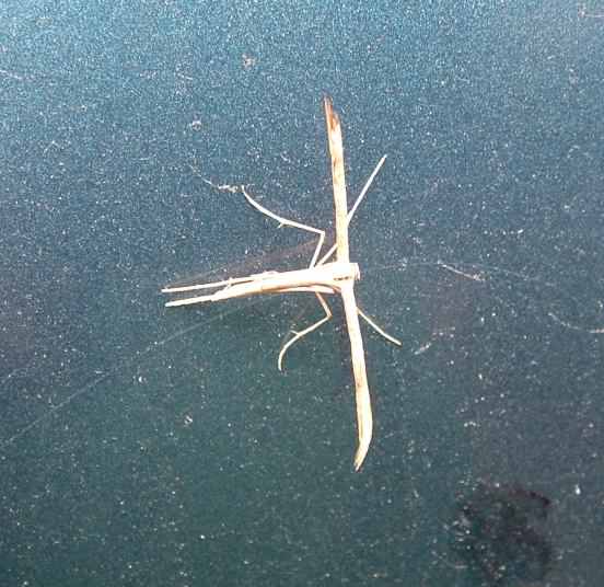 Plume moth - Emmelina monodactyla, click for a larger image