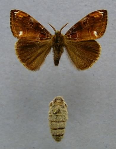 Scarce Vapourer - Orgyia recens, click for a larger image, photo licensed for reuse CCASA3.0