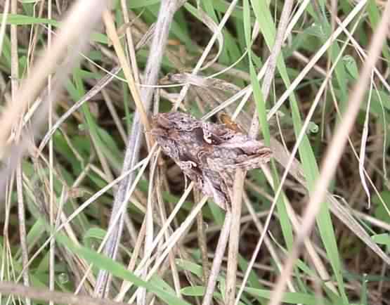 Silver Y - Autographa gamma, species information page