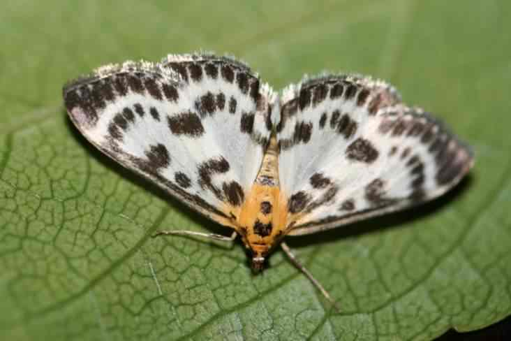 Small Magpie moth - Anania hortulata, click for a larger image, photo licensed for reuse CCASA3.0