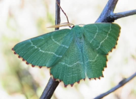 Sussex Emerald moth - Thalera fimbrialis, click for a larger image, photo licensed for reuse CCASA3.0