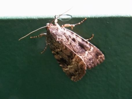 Svensson's Copper Underwing moth - Amphipyra berbera, click for a larger image