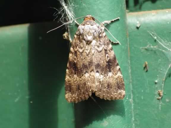 Svensson's Copper Underwing moth - Amphipyra berbera, click for a larger image