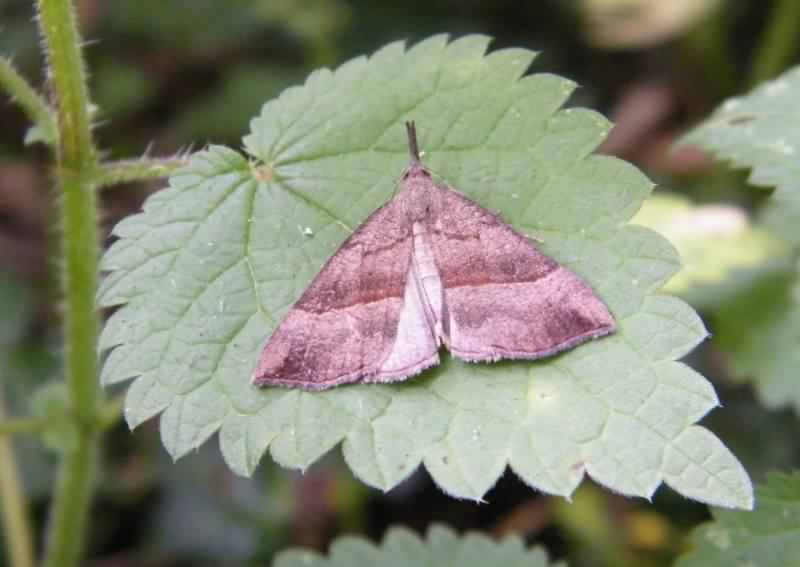 The Snout moth - Hypena proboscidalis, species information page