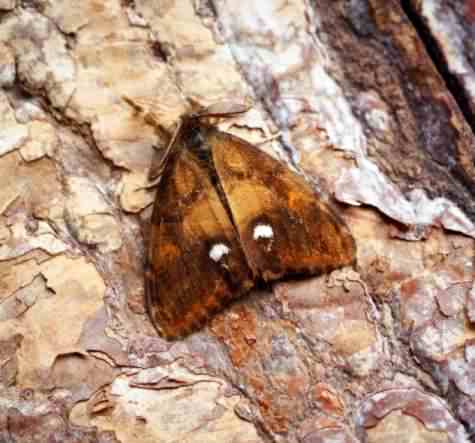 Vapourer moth - Orgyia antiqua, click for a larger image, photo licensed for reuse CCA2.0
