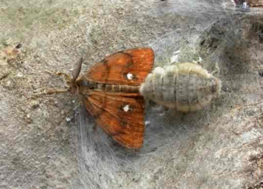 Vapourer Moth - Orgyia antiqua, click for a larger image, photo licensed for reuse CCA2.0