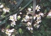 Common Mouse Ear - Cerastium fontanum, species information page