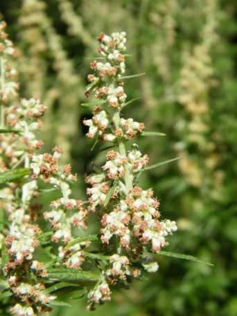 Mugwort - Artemisia vulgaris, click for a larger image