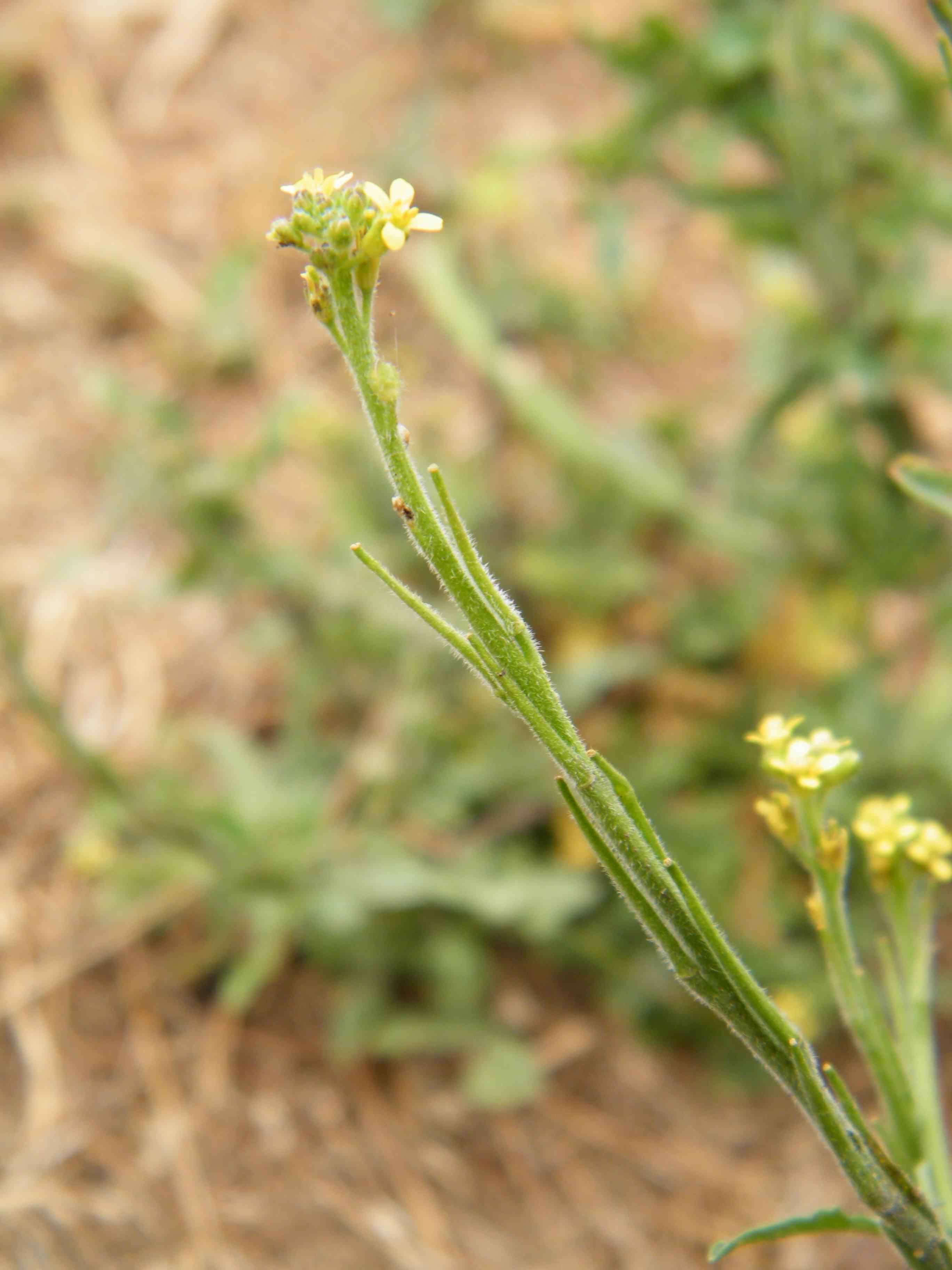 Hedge Mustard - Sisymbrium officinale, species information page