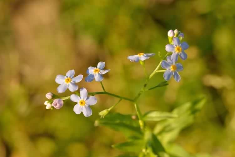 Water Forget-me-not - Myosotis scorpioides, click for a larger image, photo licensed for reuse CCASA3.0