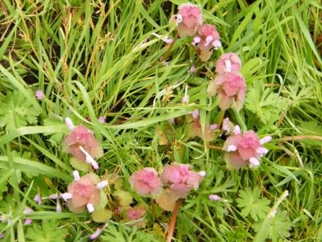 Red Dead-nettle - Lamium purpureum habit, click for a larger image