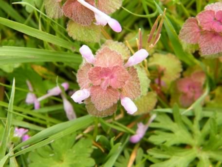 Red Dead-nettle - Lamium purpureum, click for a larger image