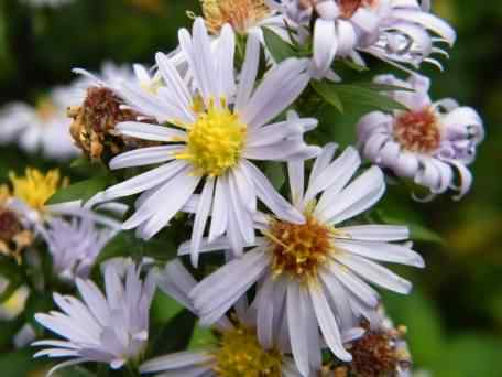 Aster - New York species information page