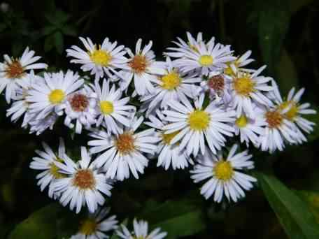 New York Aster - Aster novi-belgii, click for a larger image