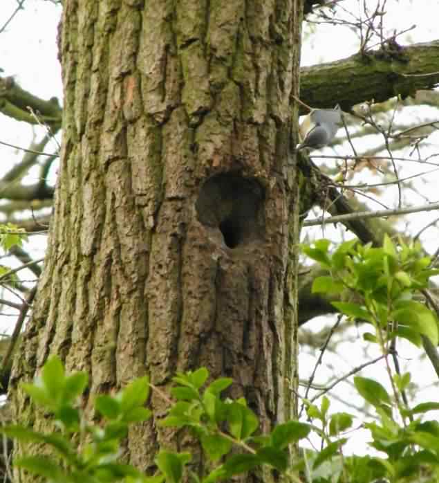 Eurasian Nuthatch - Sitta europaea, click for a larger image