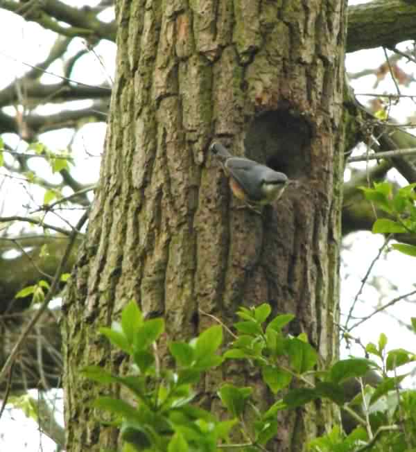 Eurasian Nuthatch - Sitta europaea, click for a larger image