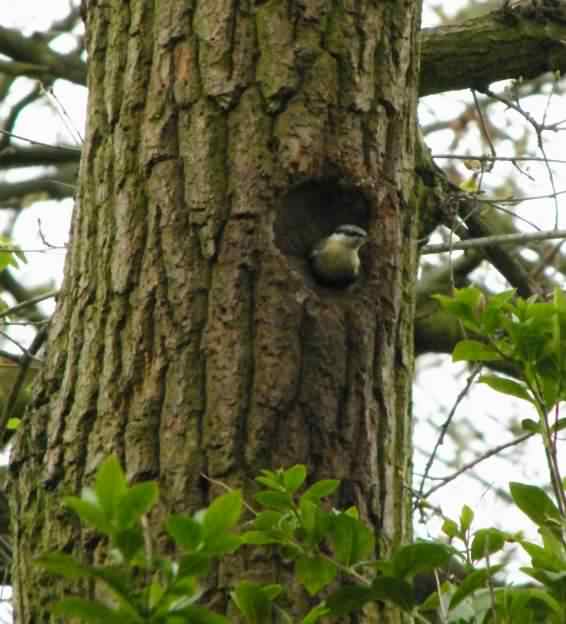 Eurasian Nuthatch - Sitta europaea, click for a larger image