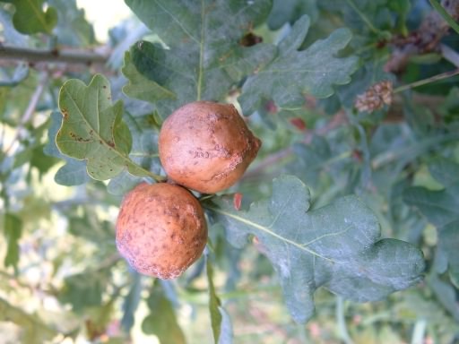 English Oak - Quercus robur, galls, click for a larger image