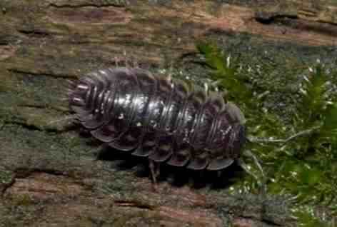 Wood Louse species information page, photo licensed for reuse CCASA3.0