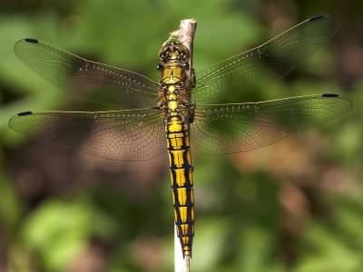 Black Tailed Skimmer - Orthetrum cancellatum, species information page, photo licensed for reuse CCASA3.0