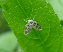 Owl Midge - Pericoma fuliginosa, click for a larger image, photo licensed for reuse CCA2.0