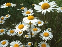 Oxeye Daisy - Leucanthemum vulgare, click for a larger image
