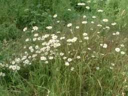 Oxeye Daisy - Leucanthemum vulgare, click for a larger image