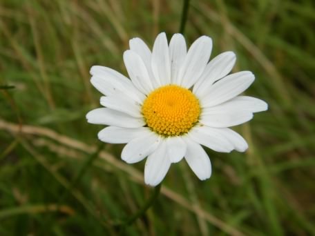 Corn Chamomile - Anthemis arvensis, click for a larger image