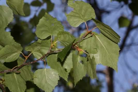 Paper birch - Betula papyrifera, species information page, photo licensed for reuse CCASA3.0