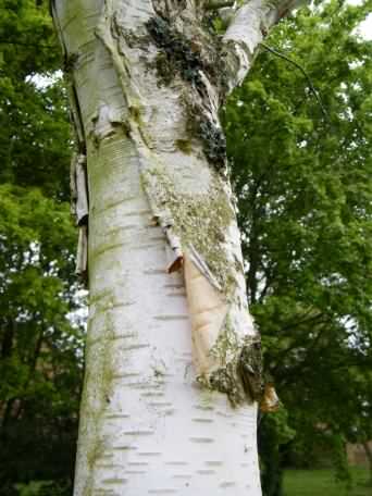 White Birch (Paper birch) - Betula papyrifera, species information page
