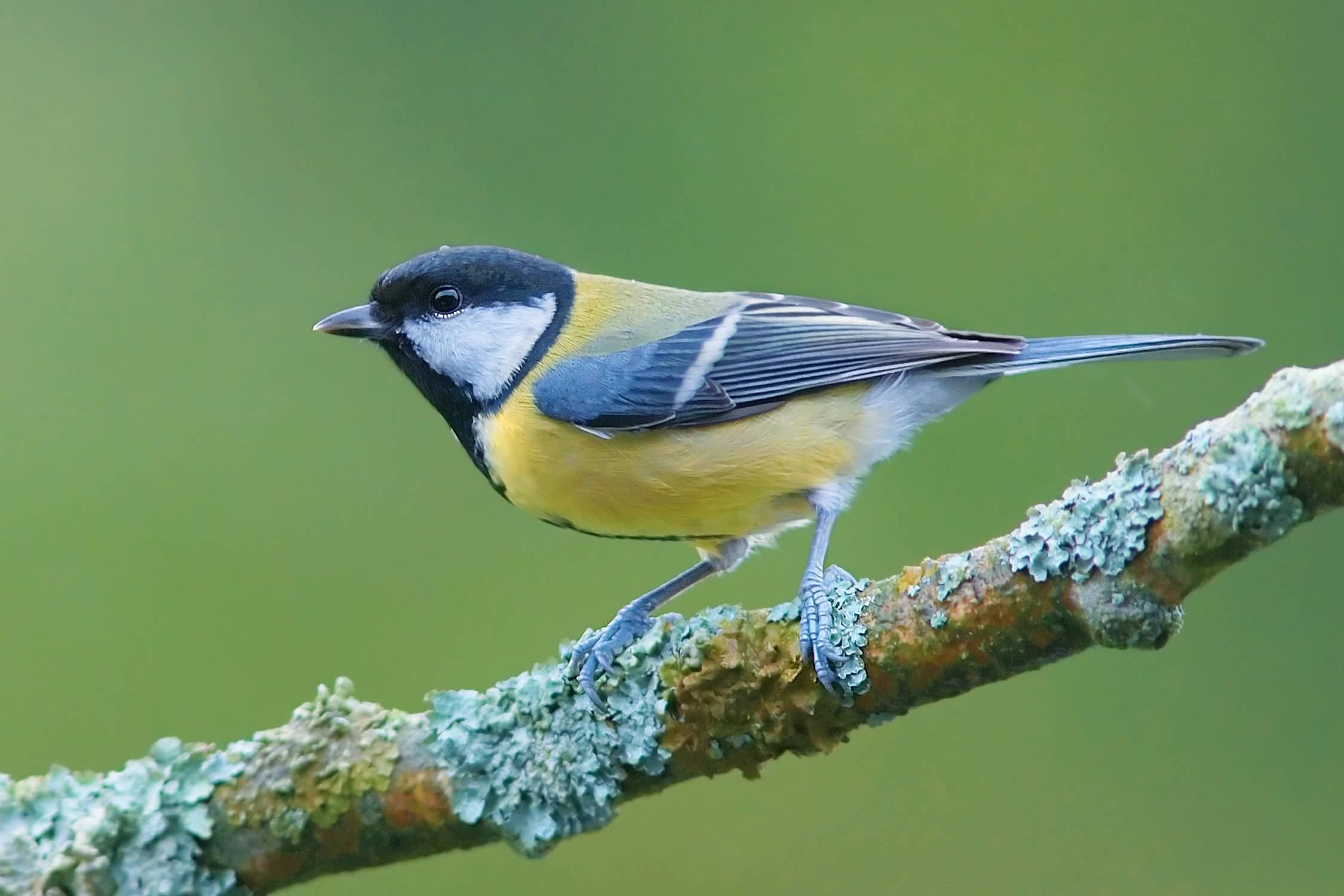 Great Tit (Parus major) · iNaturalist