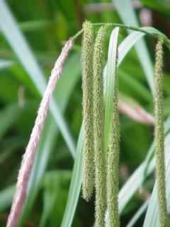 Pendulous Sedge - Carex pendula, click for a larger image, photo licensed for reuse CCASA3.0