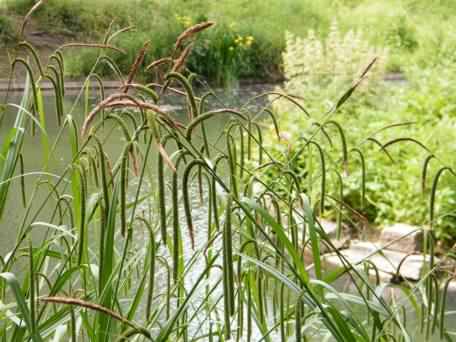 Pendulous Sedge - Carex pendula, click for a larger image