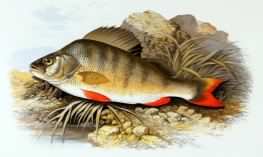 European Perch - Perca fluviatilis, species information page, image licensed for reuse ©1879 Alexander Francis Lydon