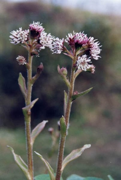 Winter Heliotrope - Petasites fragrans, species information page, photo licensed for reuse CCASA3.0