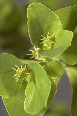 Petty Spurge - Euphorbia peplus, click for a larger image, photo licensed for reuse CCASA3.0