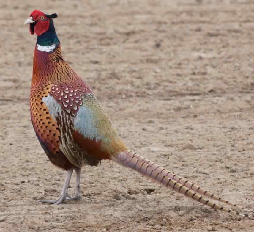 Common Pheasant - Phasianus colchicus, click for a larger image, licensed for reuse CC1.0