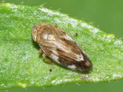 Common Froghopper - Philaenus spumarius, click for a larger image, photo licensed for reuse CCASA3.0