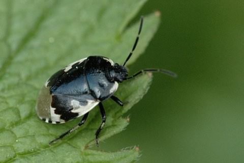 Pied Shieldbug - Tritomegas bicolor, click for a larger image, photo licensed for reuse CCASA2.5