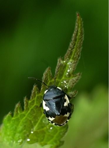 Pied Shieldbug - Tritomegas bicolor, click for a larger image, photo licensed for reuse NCSA3.0