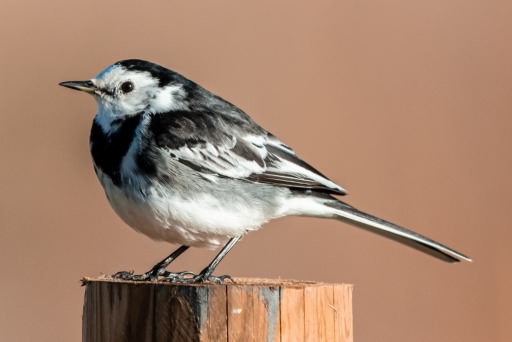 Pied Wagtail - Motacilla alba ssp yarellii, click for a larger image, ©2020 Colin Varndell, used with permission
