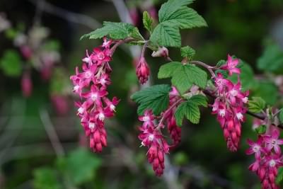 Red Flowering Currant - Ribes Sanguineum, click for a larger image, photo licensed for reuse CCA2.0