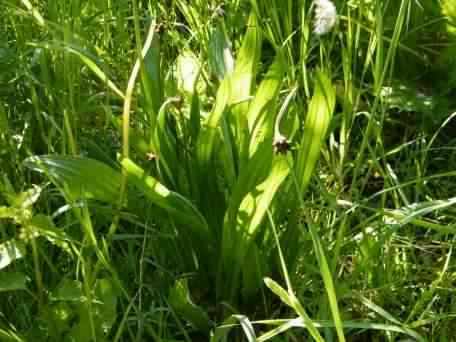 Ribwort Plantian - Plantago lanceolata, click for a larger image