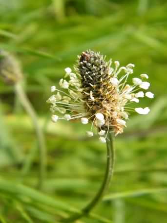 Ribwort Plantian - Plantago lanceolata, click for a larger image