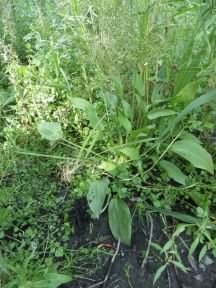 Water Plantain - Alisma plantago-aquatica, species information page