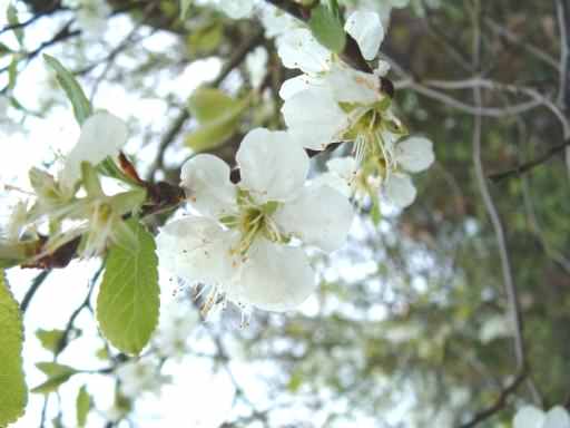 White Bullace (Green Damson) - Prunus domestica insititia, click for a larger image