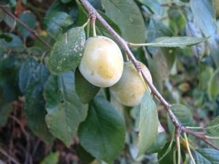 White Bullace (Green Damson) - Prunus domestica insititia, click for a larger image