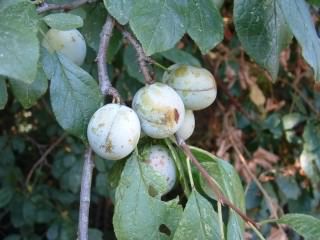 White Bullace (Green Damson) - Prunus domestica insititia, species information page