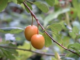 Cherry Plum - Prunus cerasifera var. cerasifera, click for a larger image