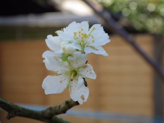 Damson - Prunus domestica, click for a larger image